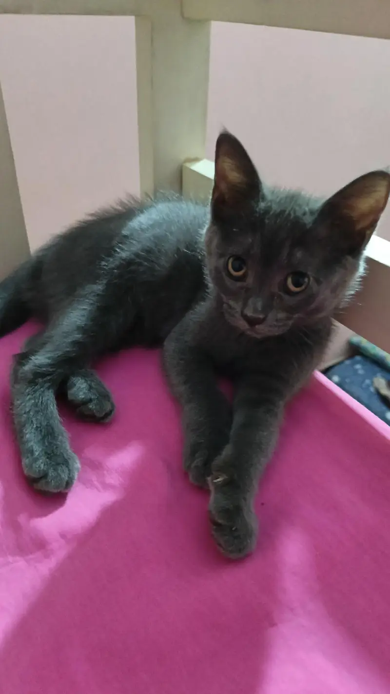 Russian blue cat for sale with (cage,bowl and litter box) — photo 5