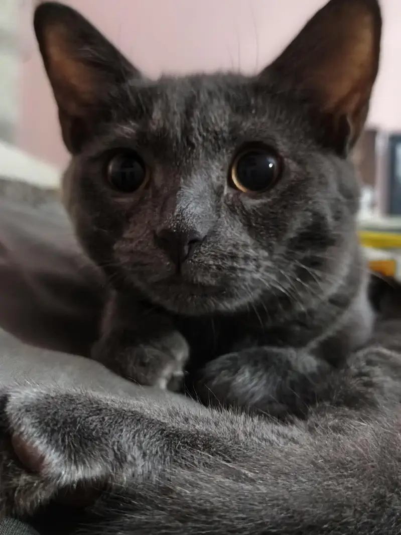 Russian blue cat for sale with (cage,bowl and litter box) — photo 6