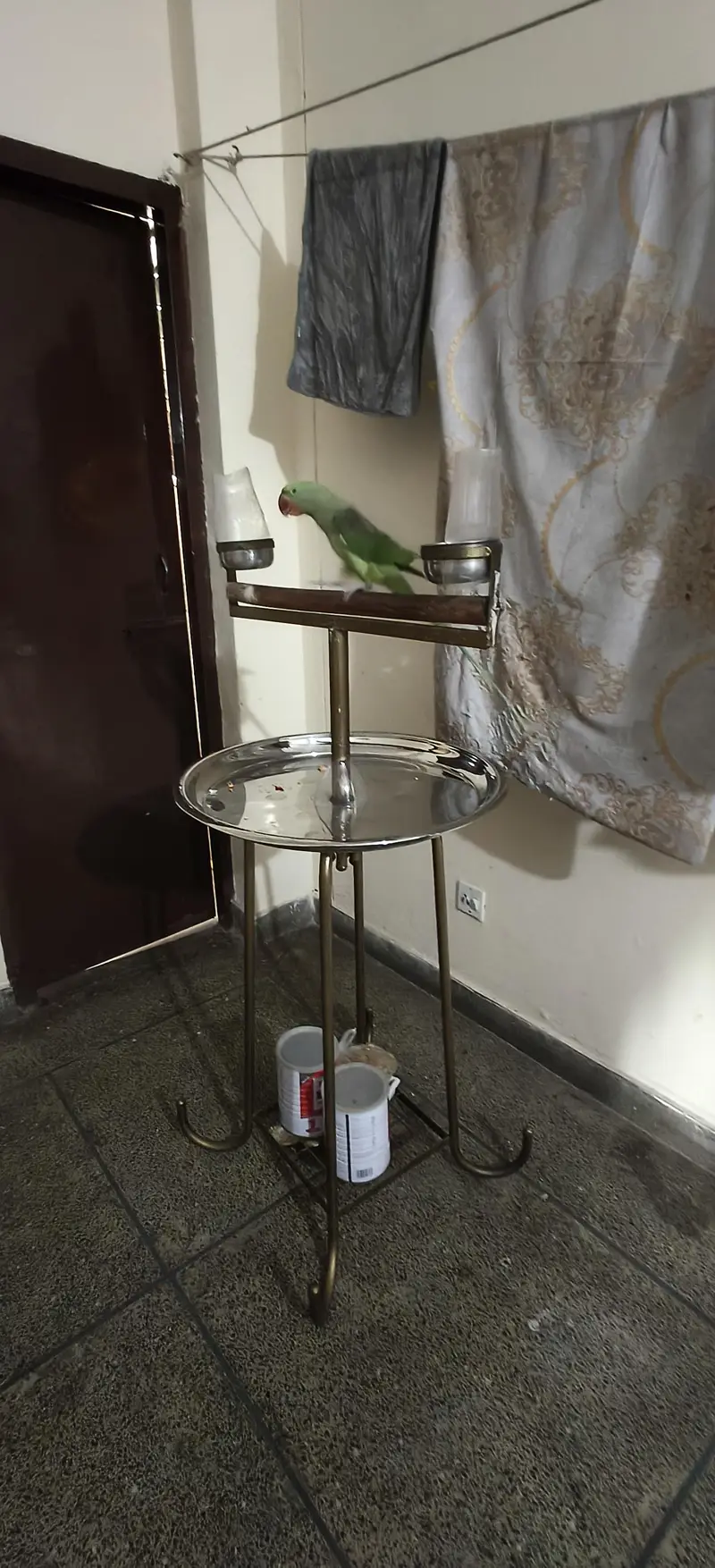 Alexandria parrot raw — photo 2