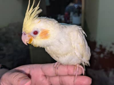 Cocktail common white Red Eyes. Handtame