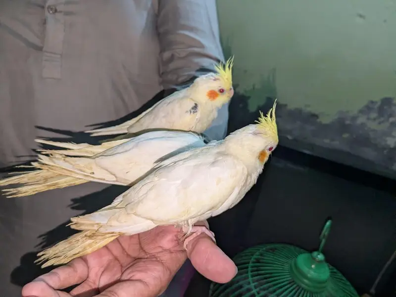 Cocktail common white Red Eyes. Handtame — photo 3