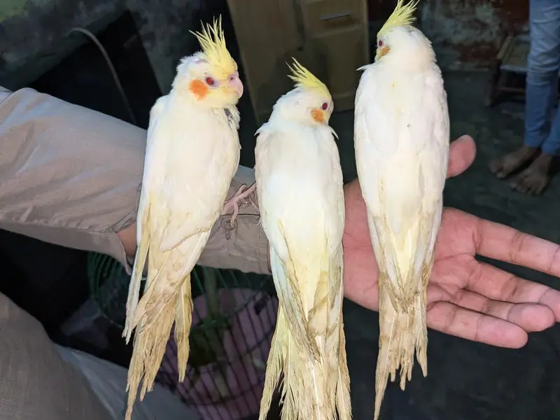 Cocktail common white Red Eyes. Handtame — photo 4