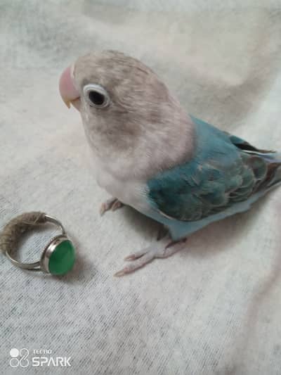 Blue Fisher Love Bird Male 3 Months Old