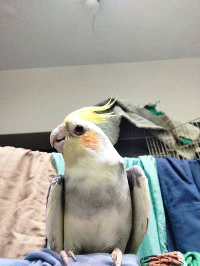 Cockatiel Grey Pied