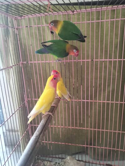 Love Birds