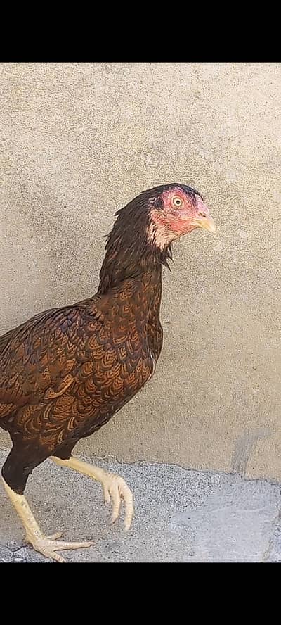 Aseel hens