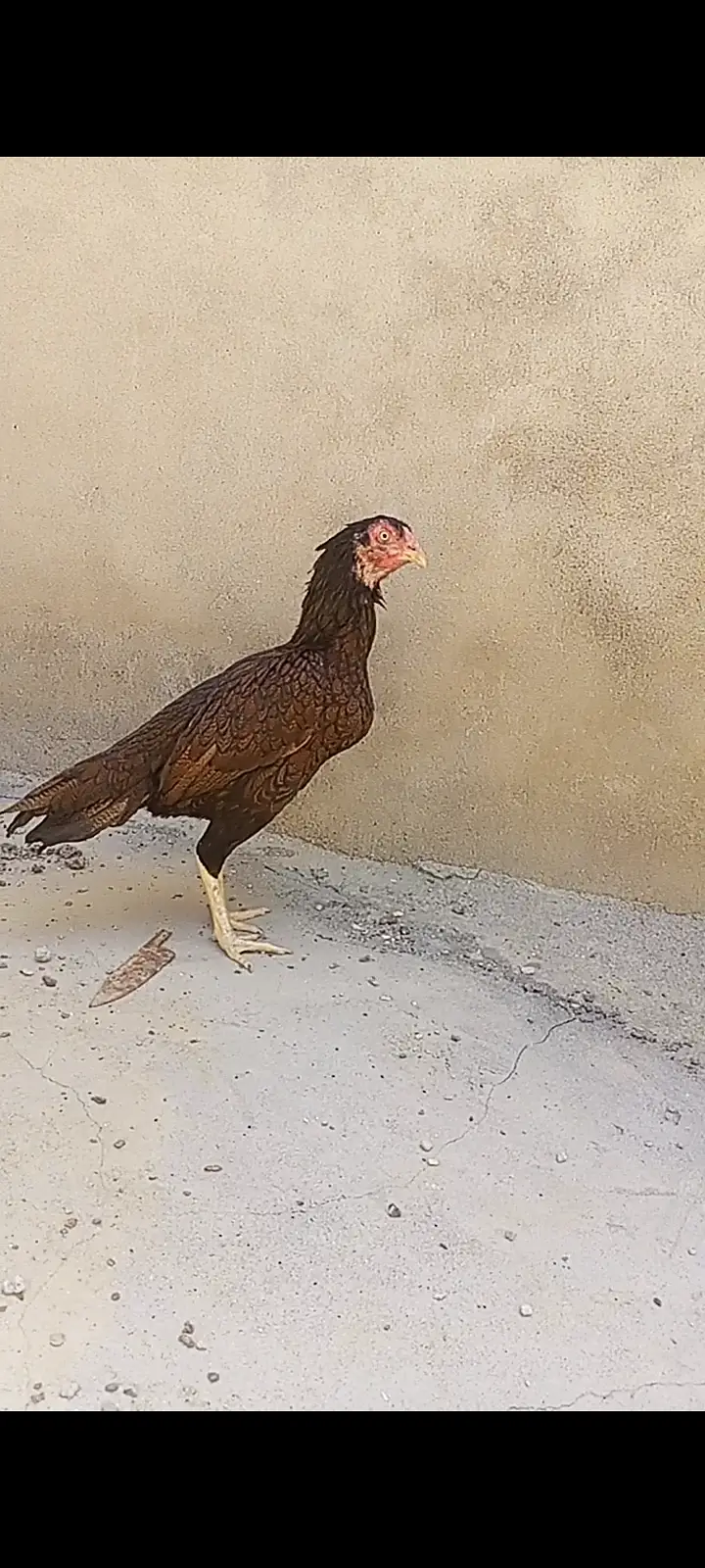 Aseel hens — photo 2