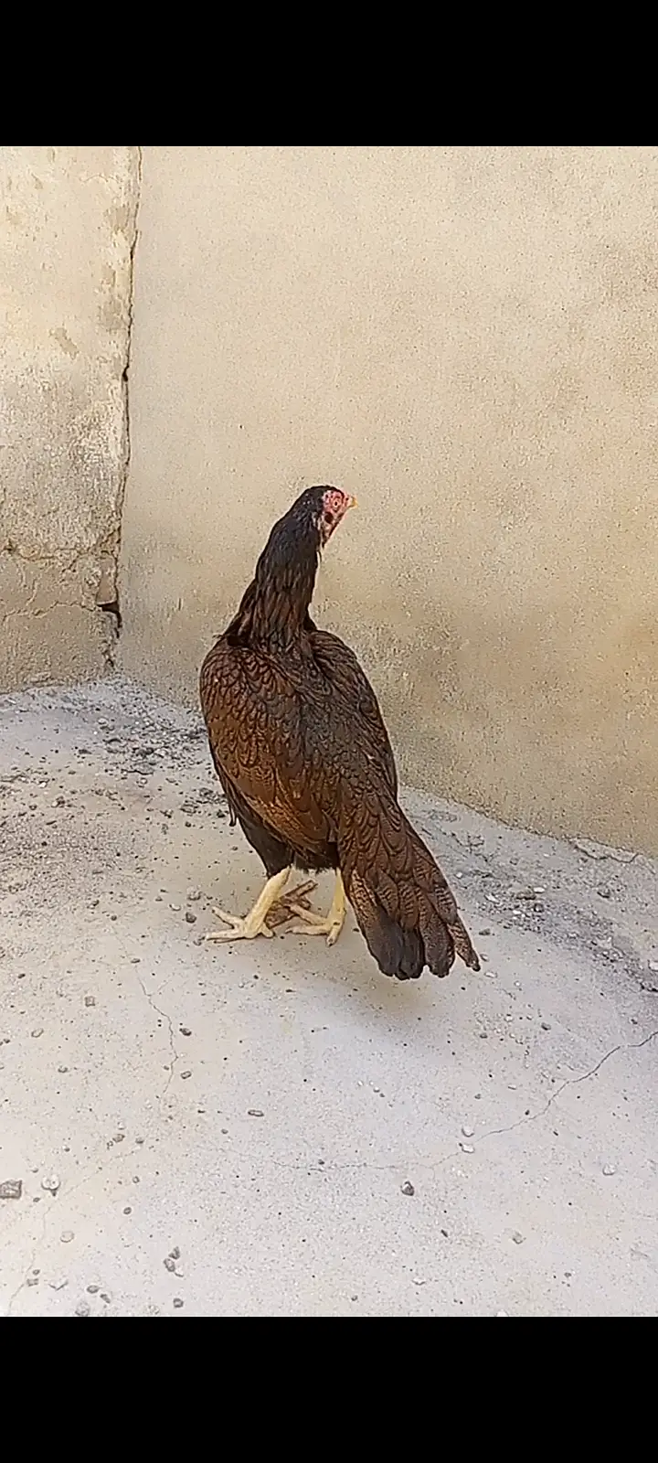 Aseel hens — photo 3