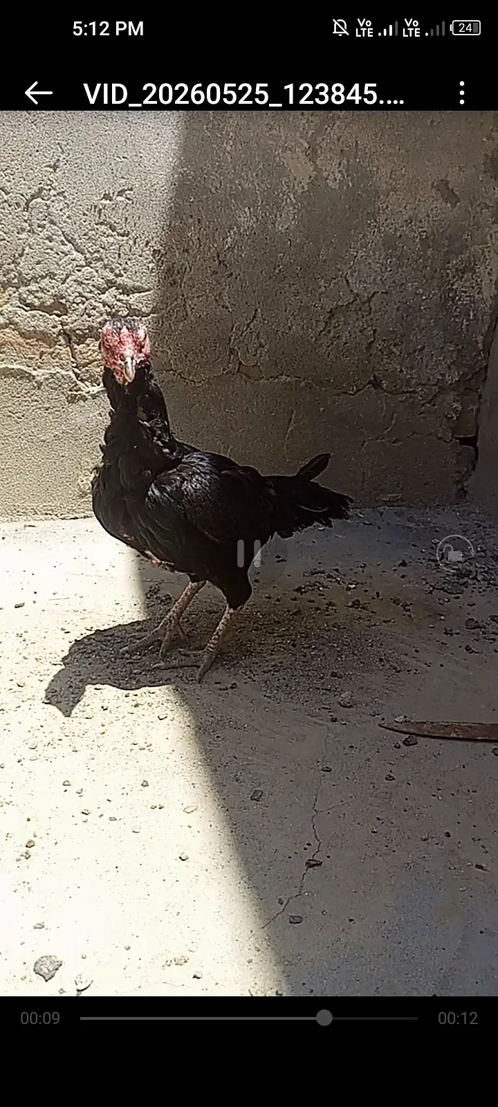 Aseel hens — photo 4