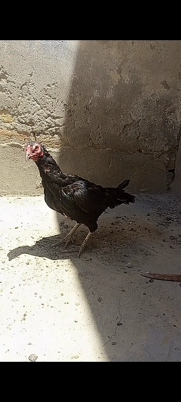 Aseel hens — photo 5