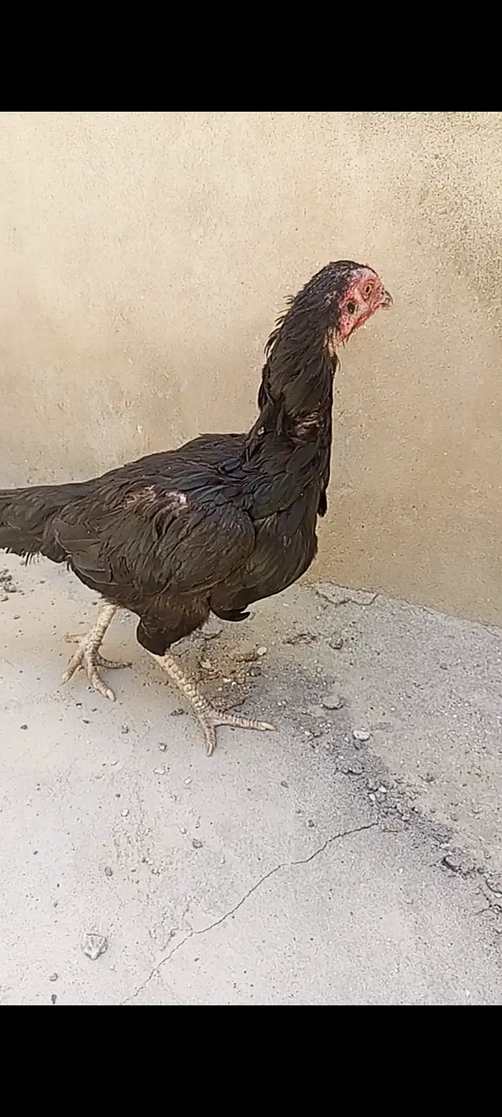 Aseel hens — photo 6