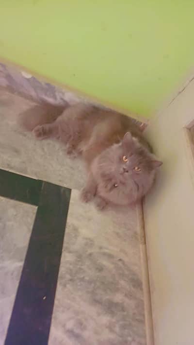 3 fur cat