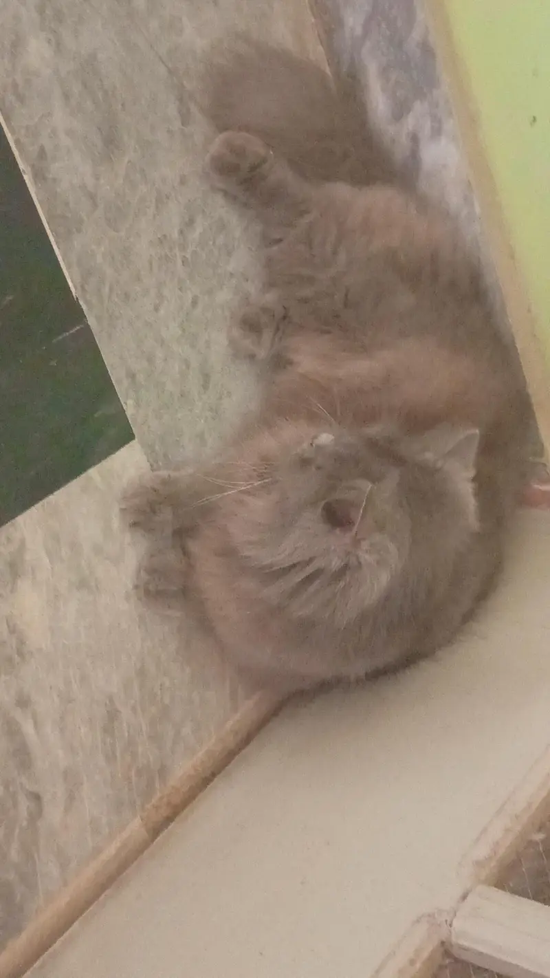 3 fur cat — photo 2