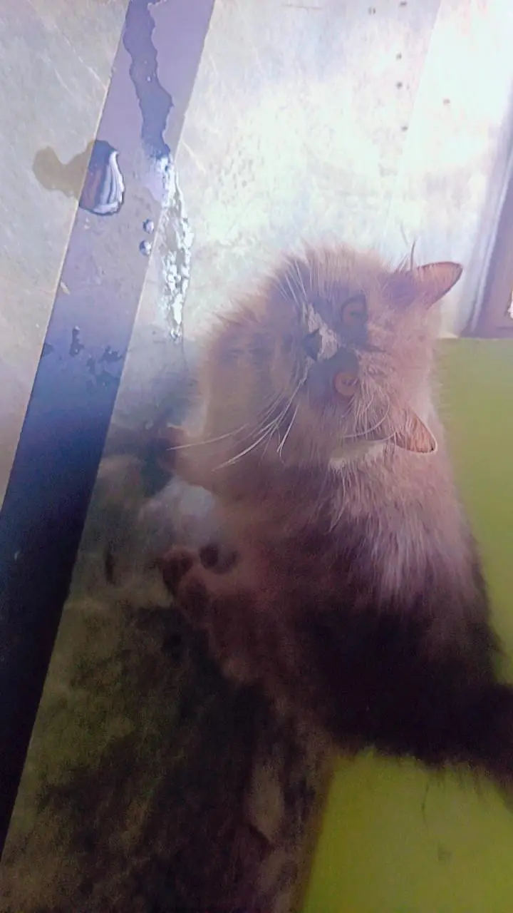 3 fur cat — photo 3