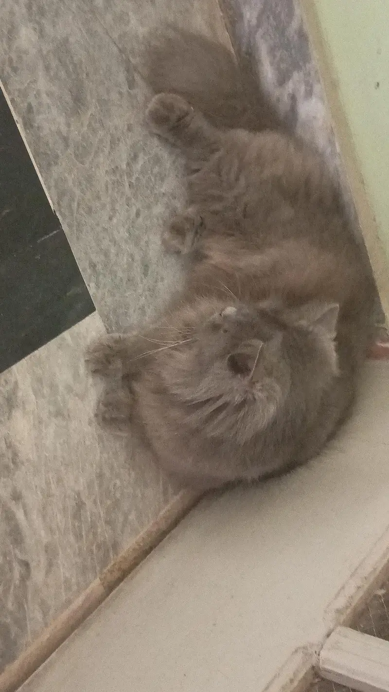 3 fur cat — photo 4