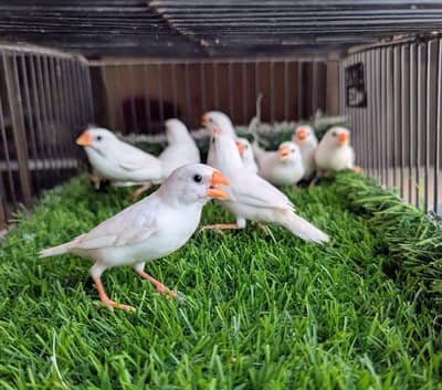 Snow White & Mutation Finches