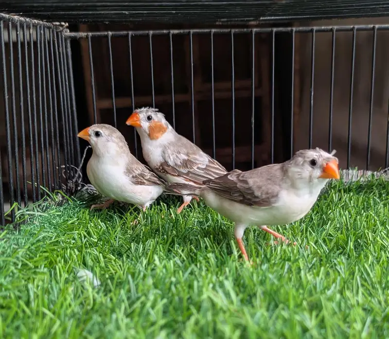 Snow White & Mutation Finches — photo 2