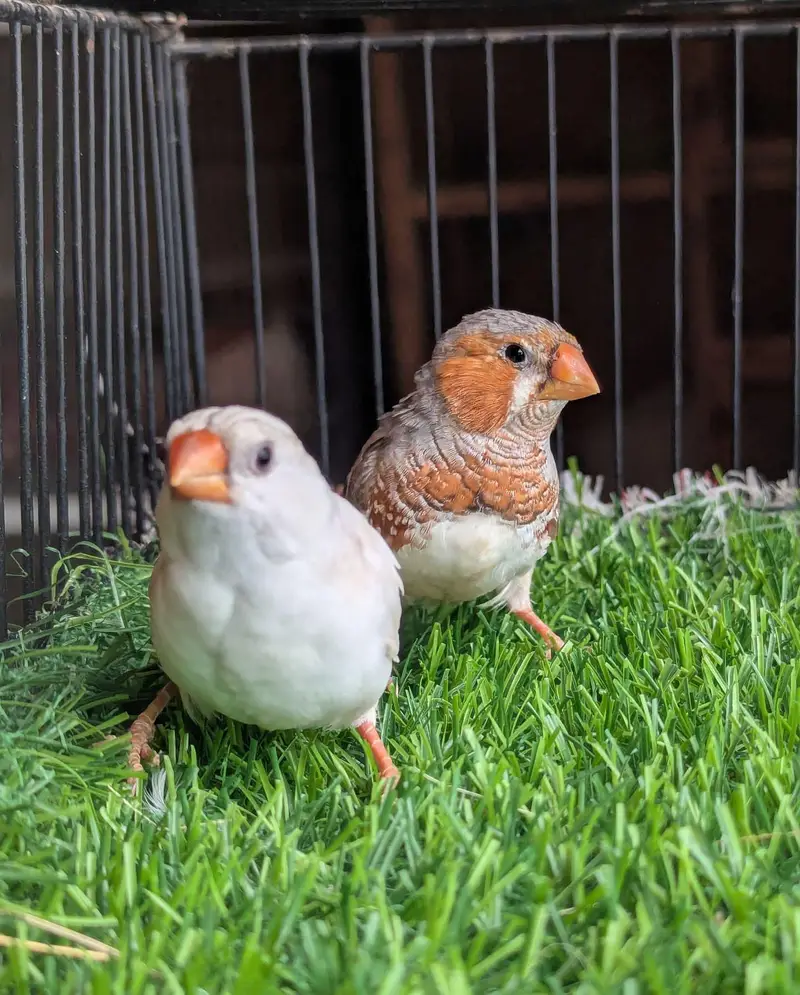 Snow White & Mutation Finches — photo 3