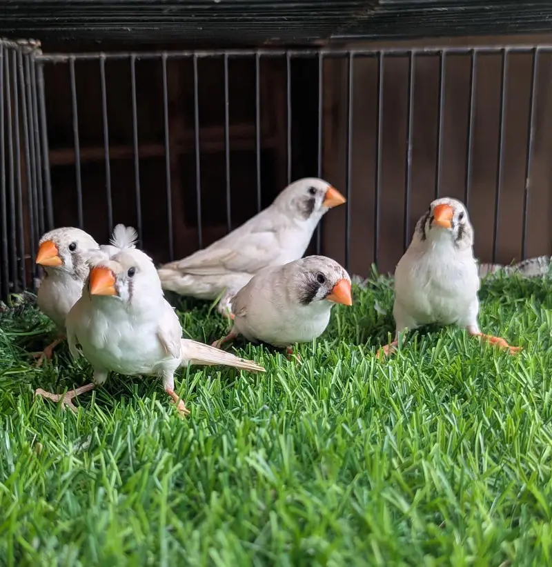 Snow White & Mutation Finches — photo 4