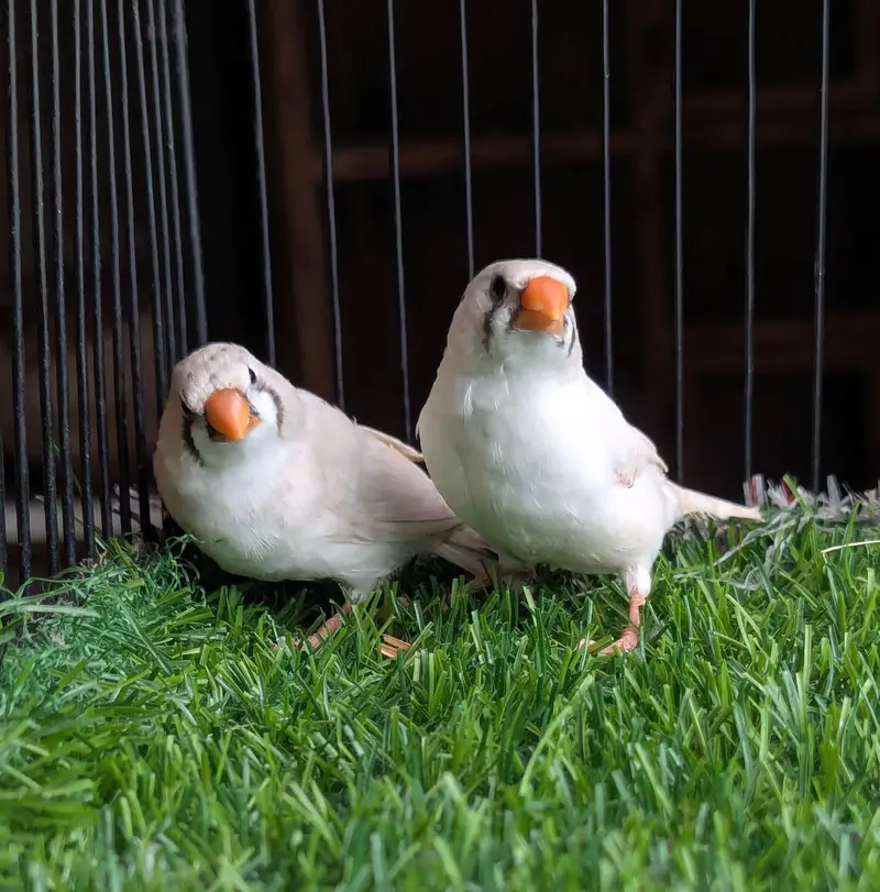 Snow White & Mutation Finches — photo 5