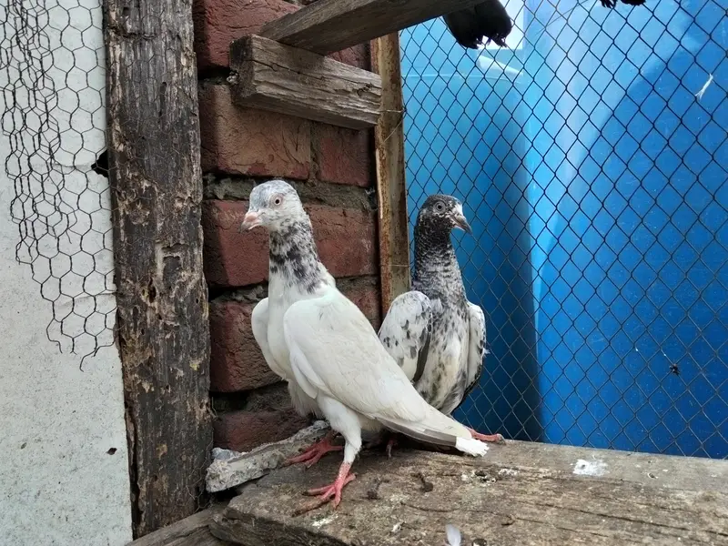 tasveer waly — photo 11