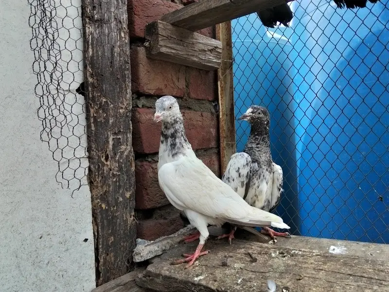 tasveer waly — photo 12