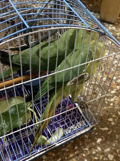 GREEN RINGNECK 6 MONTH