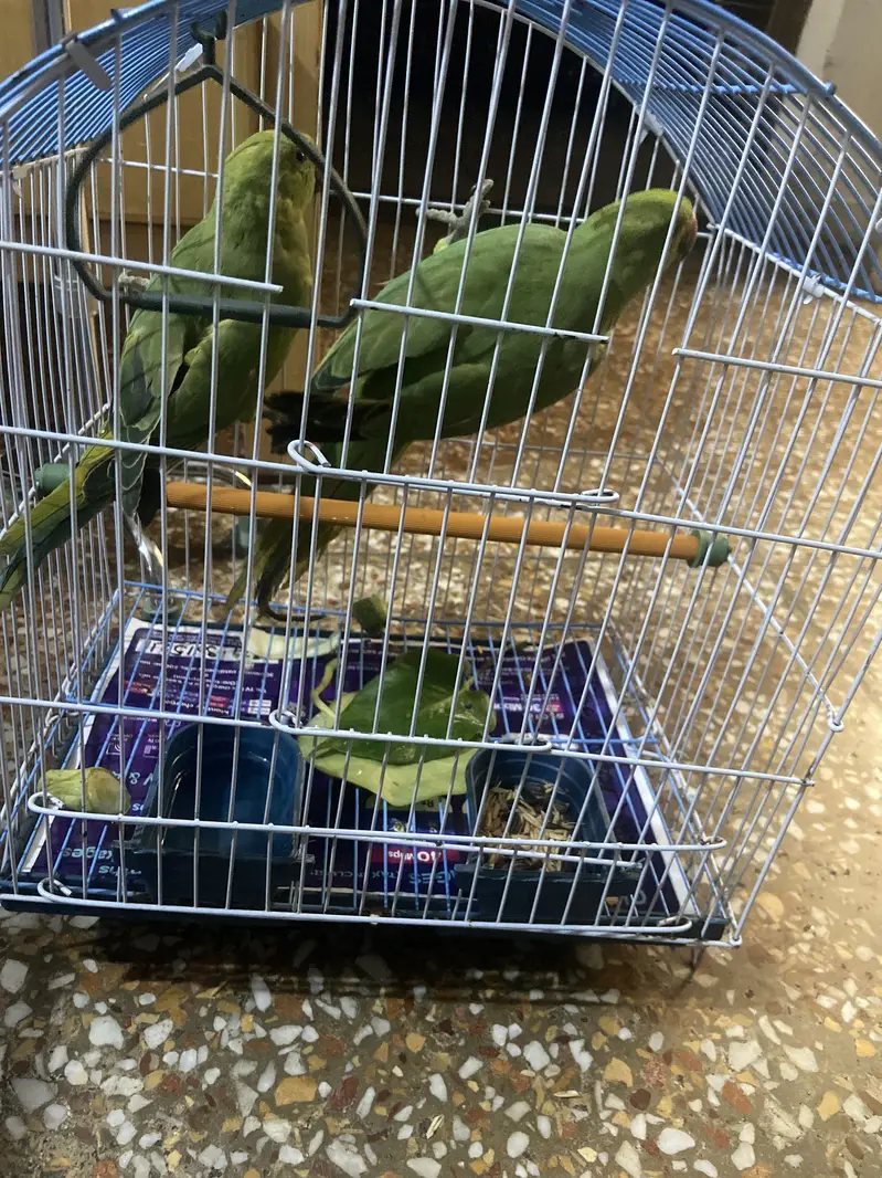 GREEN RINGNECK 6 MONTH — photo 2