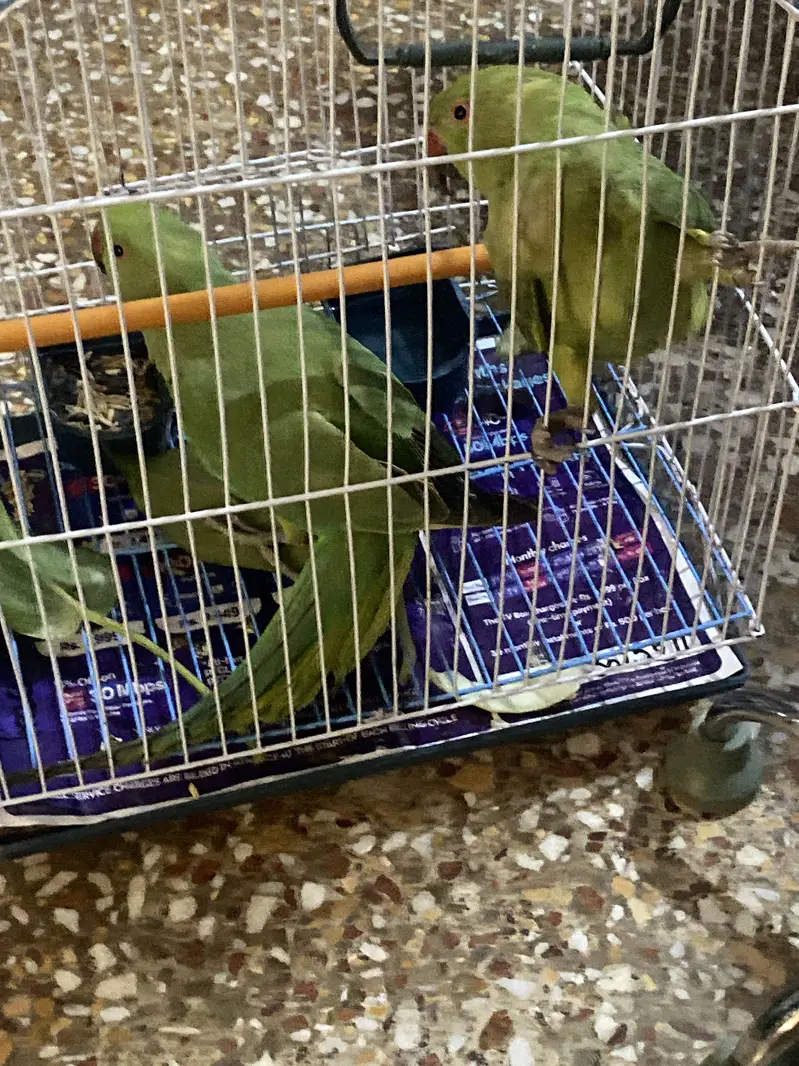 GREEN RINGNECK 6 MONTH — photo 3
