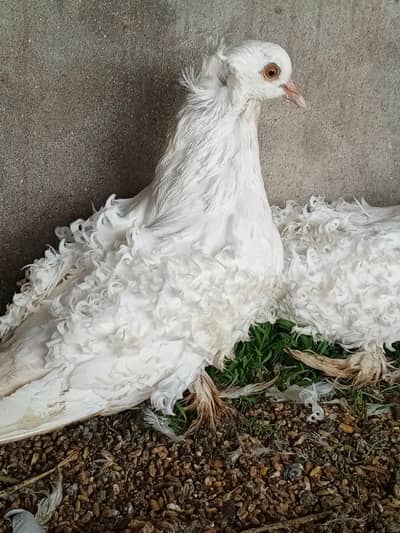 Frillback huge size breeder pair