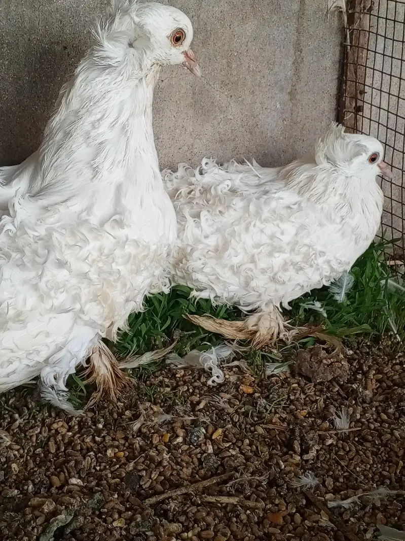 Frillback huge size breeder pair — photo 2