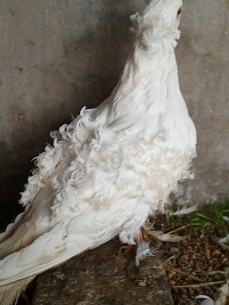 Frillback huge size breeder pair — photo 4