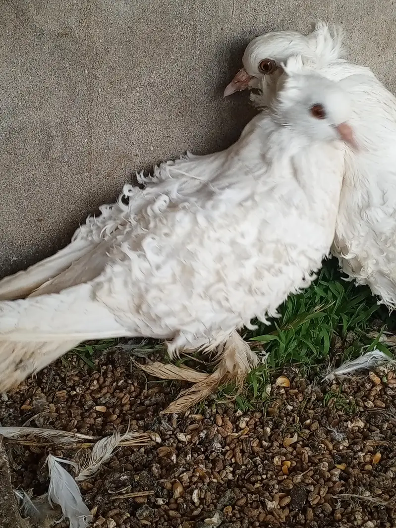 Frillback huge size breeder pair — photo 5