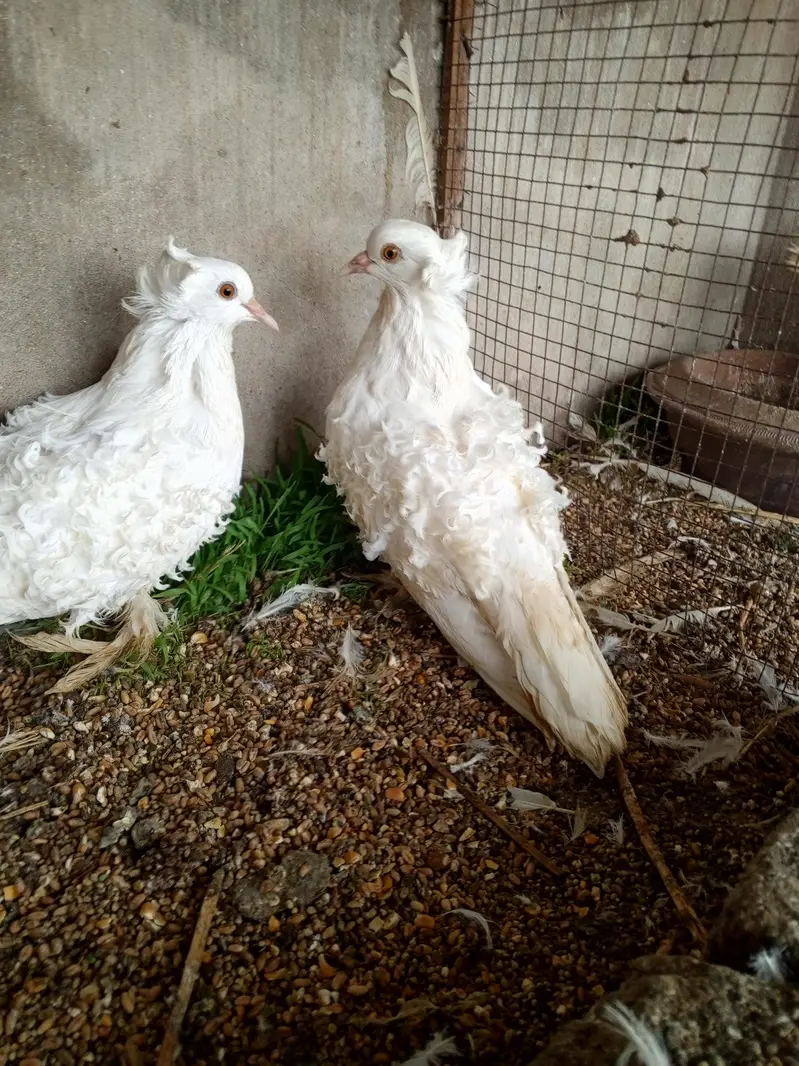 Frillback huge size breeder pair — photo 6