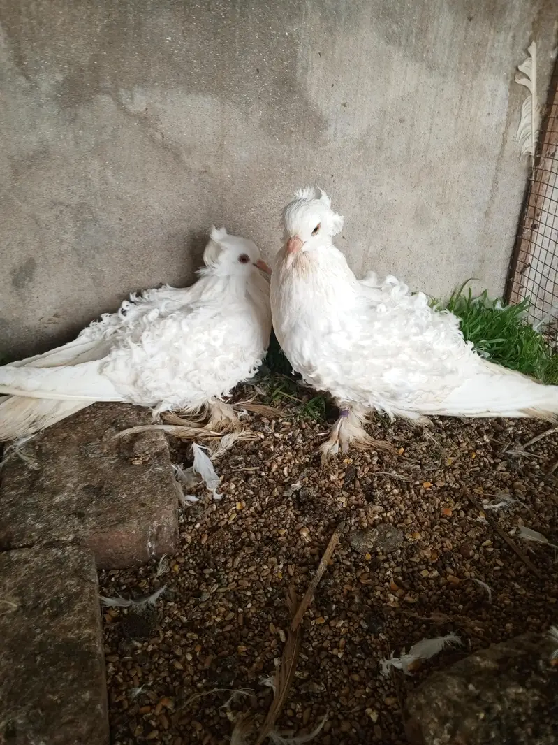 Frillback huge size breeder pair — photo 7
