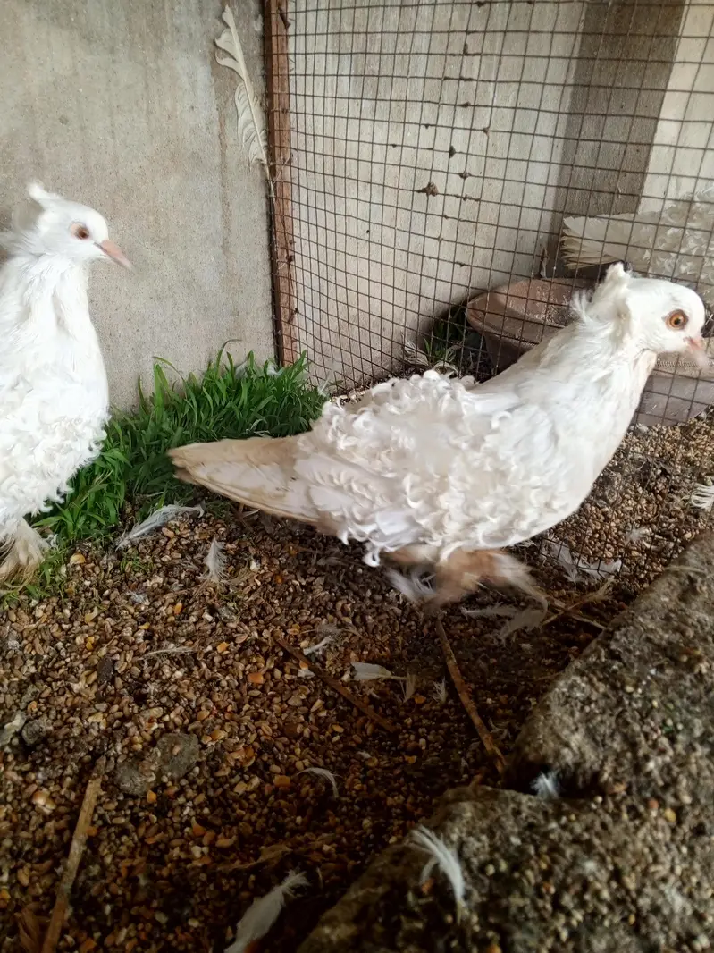 Frillback huge size breeder pair — photo 8