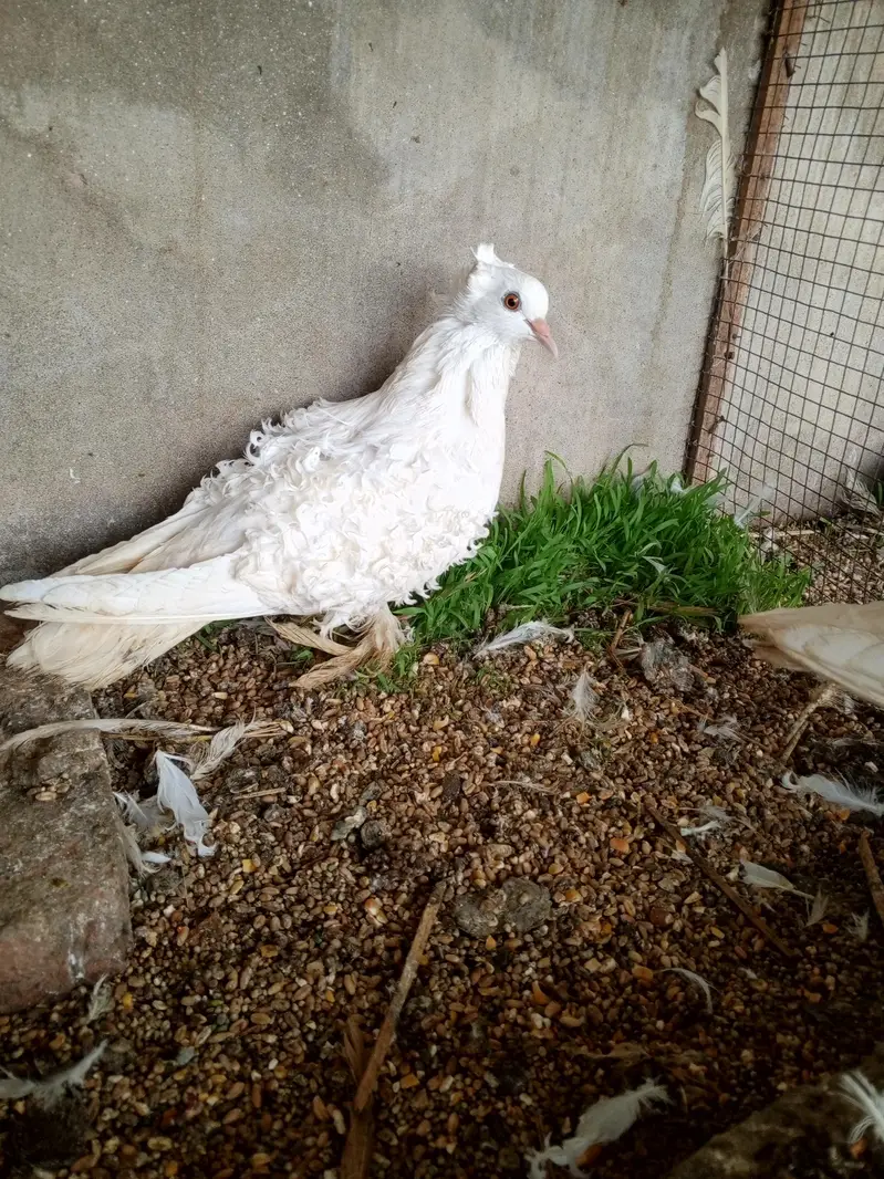 Frillback huge size breeder pair — photo 9