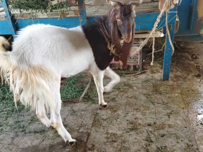 Kamori breed Male goat (Buck)