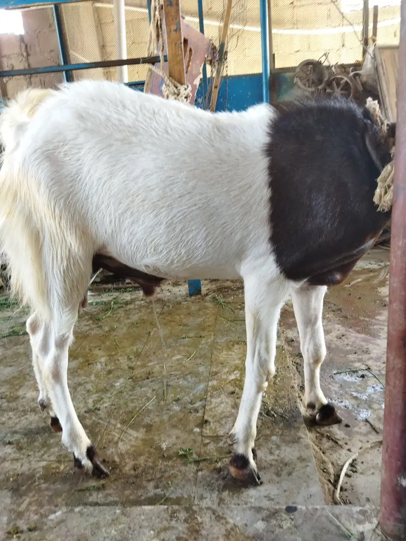 Kamori breed Male goat (Buck) — photo 2