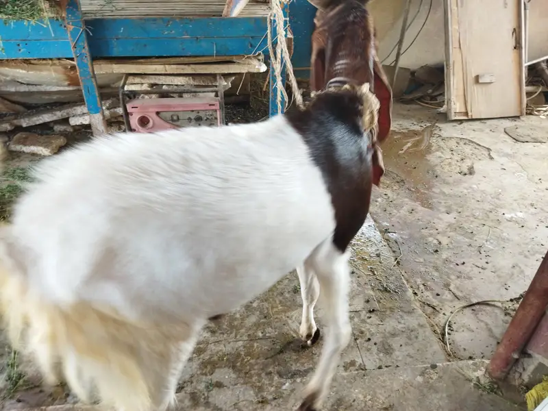 Kamori breed Male goat (Buck) — photo 3