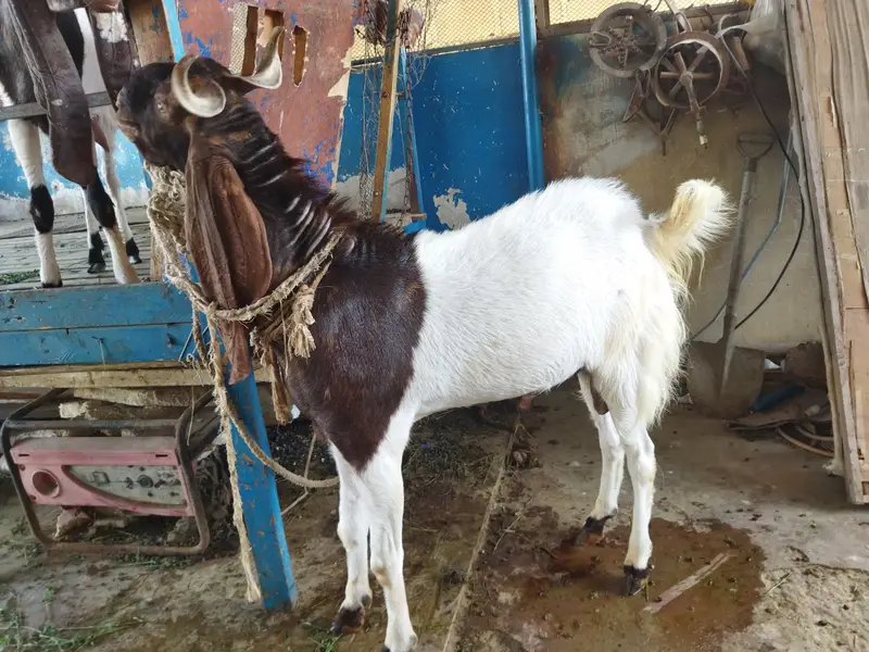 Kamori breed Male goat (Buck) — photo 4