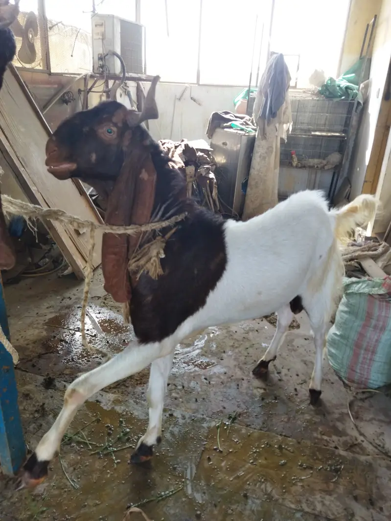 Kamori breed Male goat (Buck) — photo 5