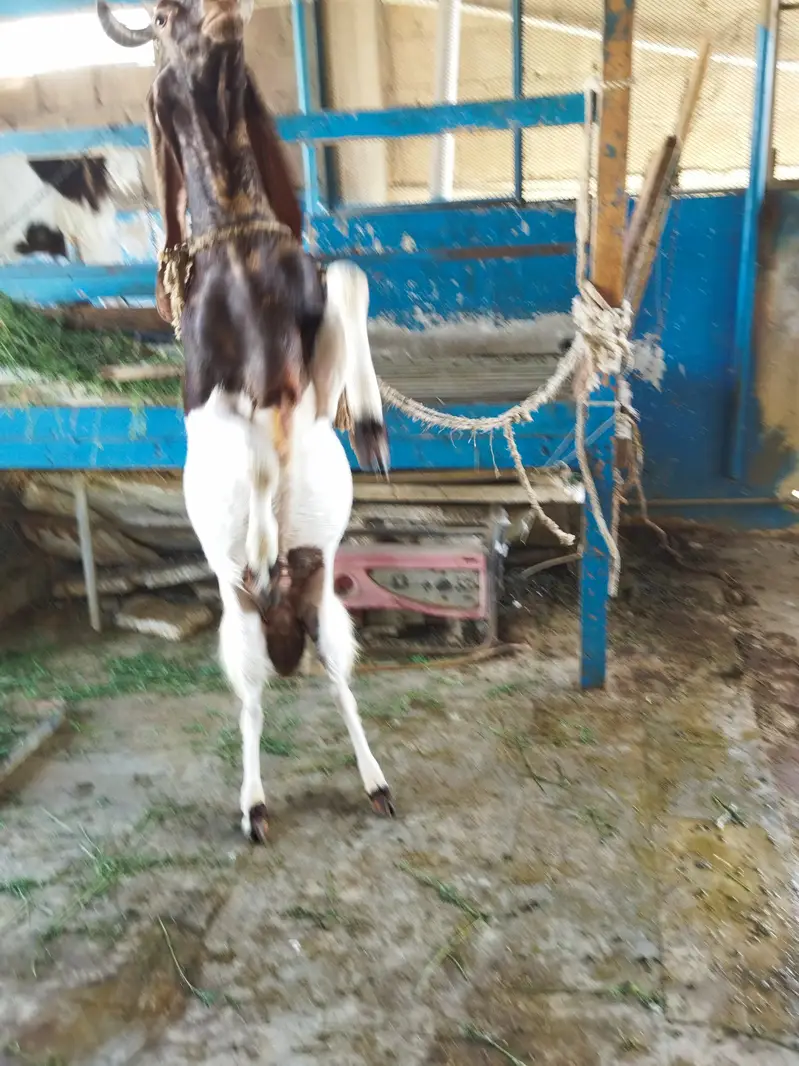 Kamori breed Male goat (Buck) — photo 6