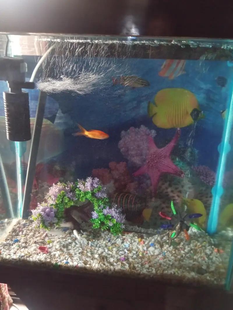 Huge+Elegant Fish Tank for Sale — photo 3