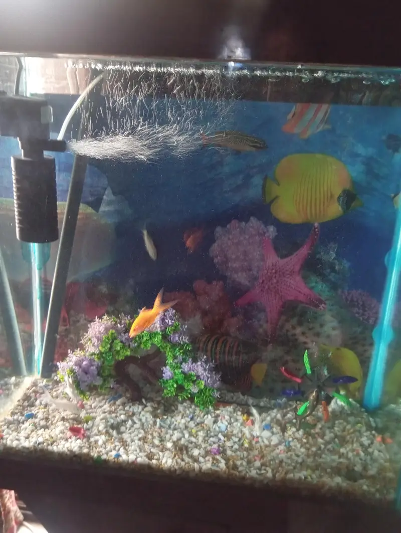 Huge+Elegant Fish Tank for Sale — photo 4