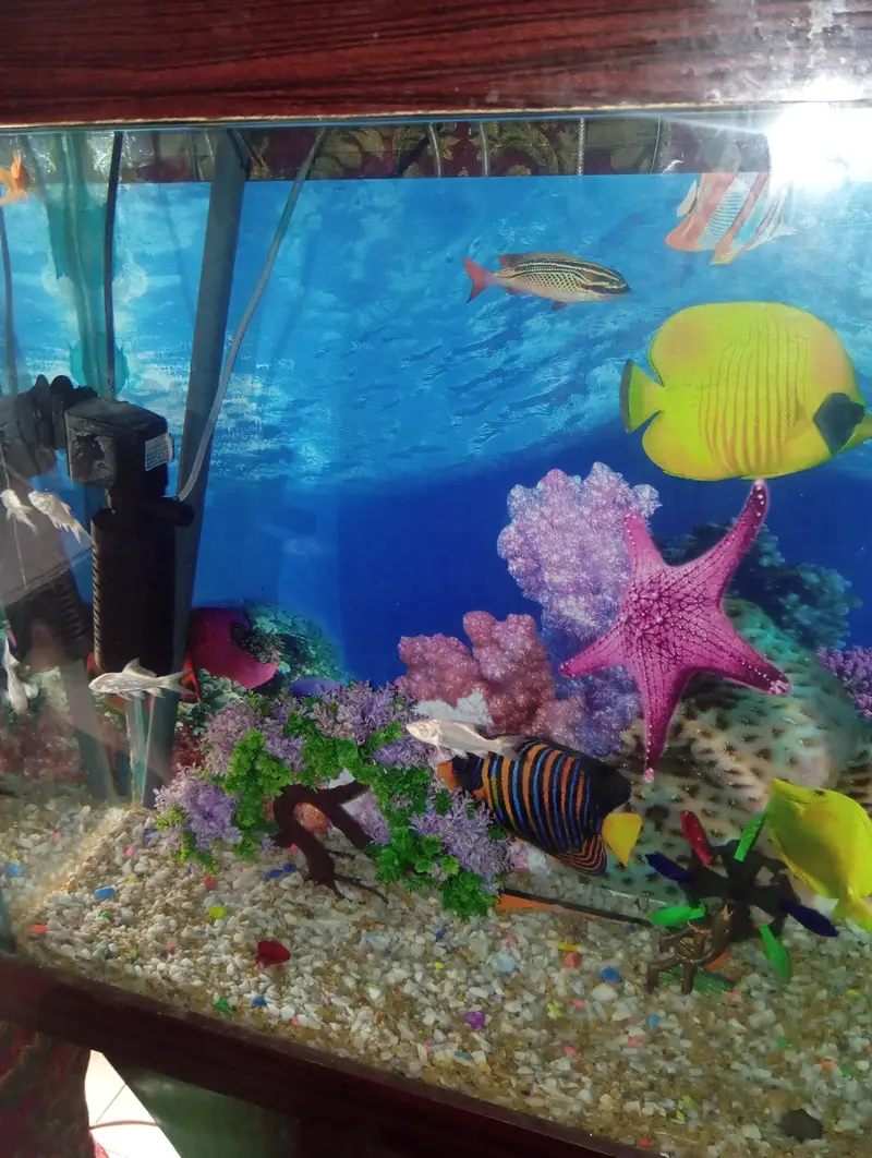 Huge+Elegant Fish Tank for Sale — photo 5