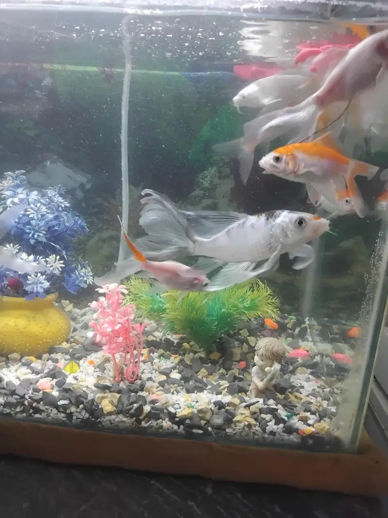 9 gold fish for sell