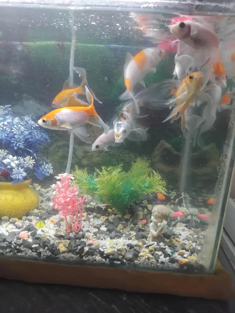 9 gold fish for sell — photo 2