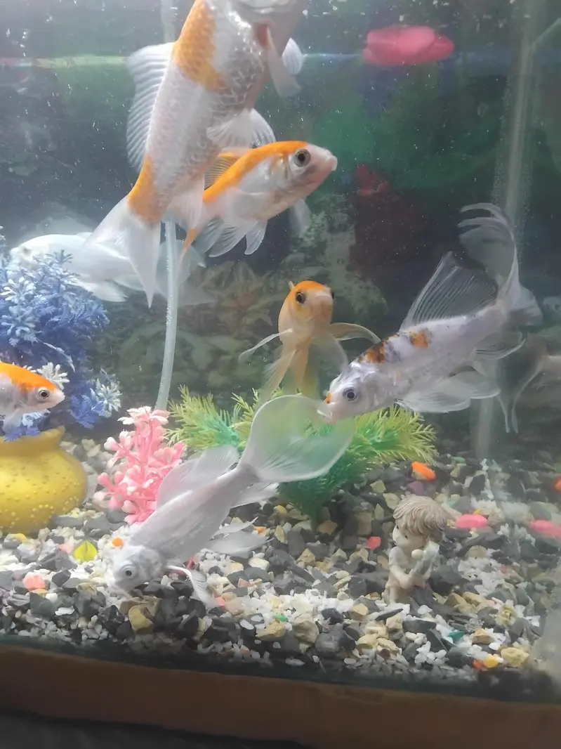 9 gold fish for sell — photo 3