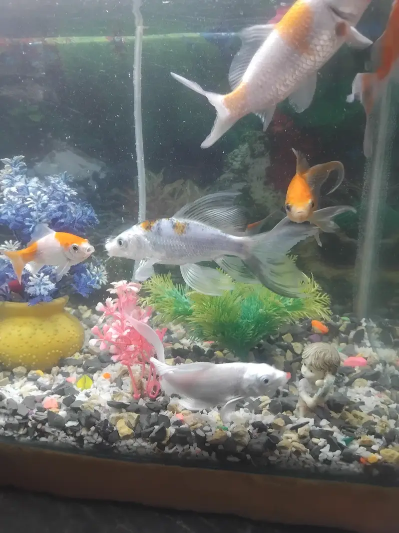 9 gold fish for sell — photo 4